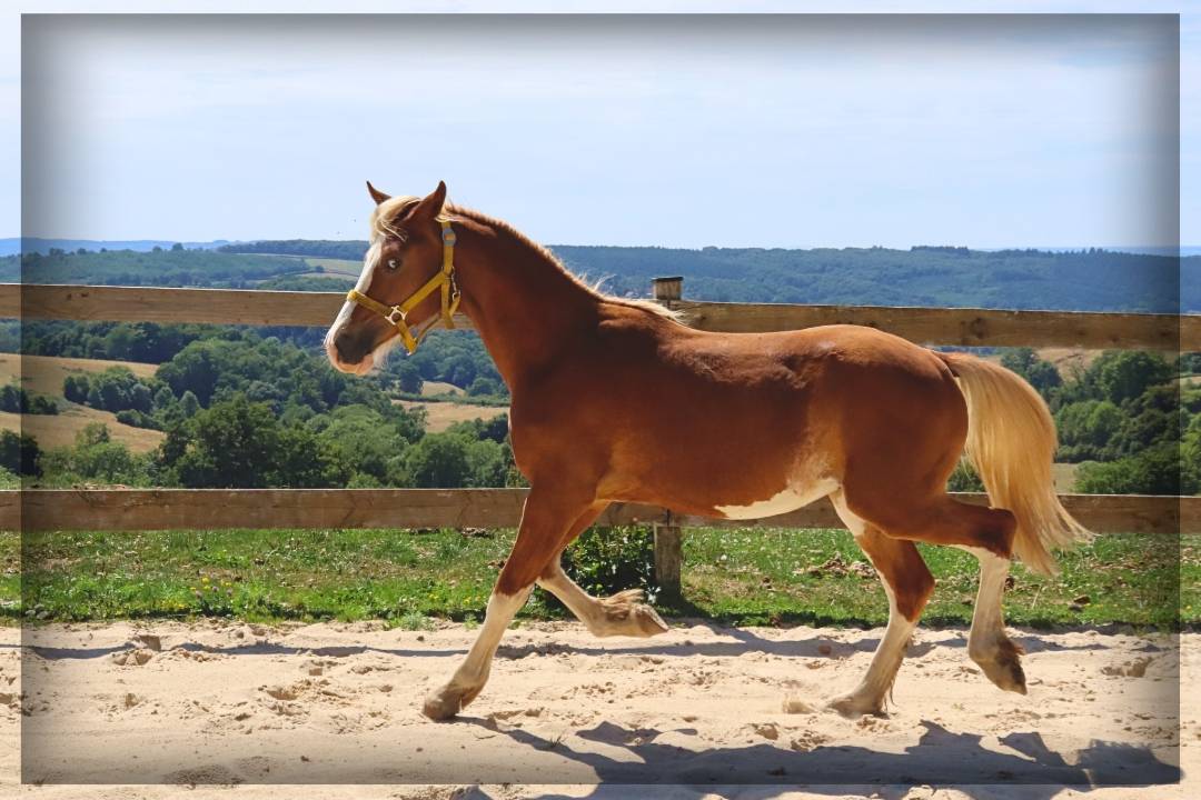 Caballo entero Welsh Poni (Sección D), Welsh Cob  En venta 2024 Alazán por Easy Boy de Maïka