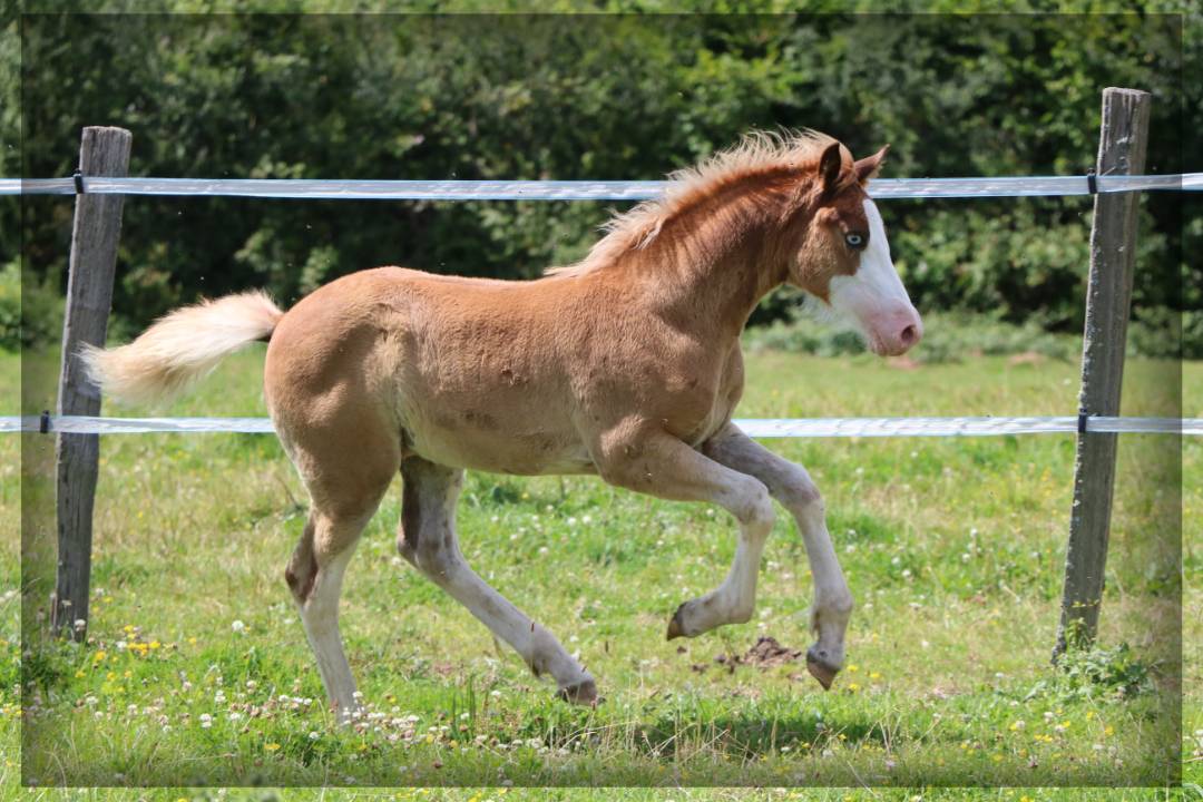 Caballo entero Welsh Poni (Sección D), Welsh Cob  En venta 2024 Alazán por Easy Boy de Maïka