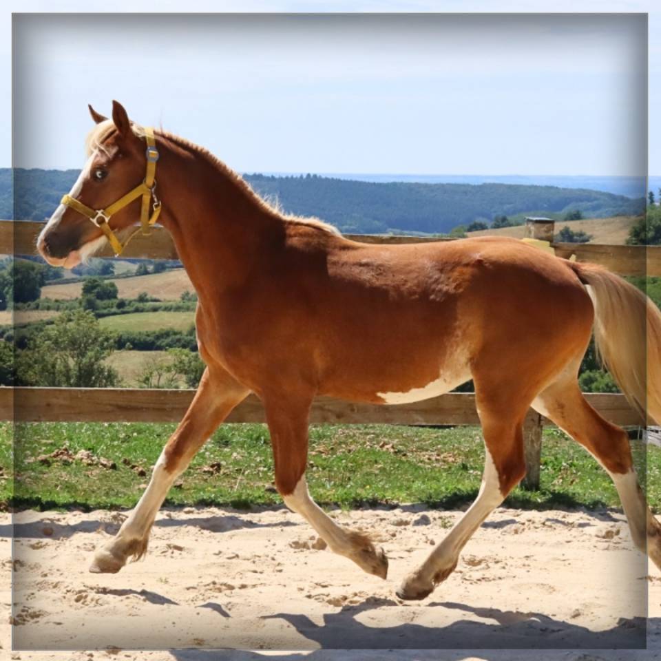 Caballo entero Welsh Poni (Sección D), Welsh Cob  En venta 2024 Alazán por Easy Boy de Maïka