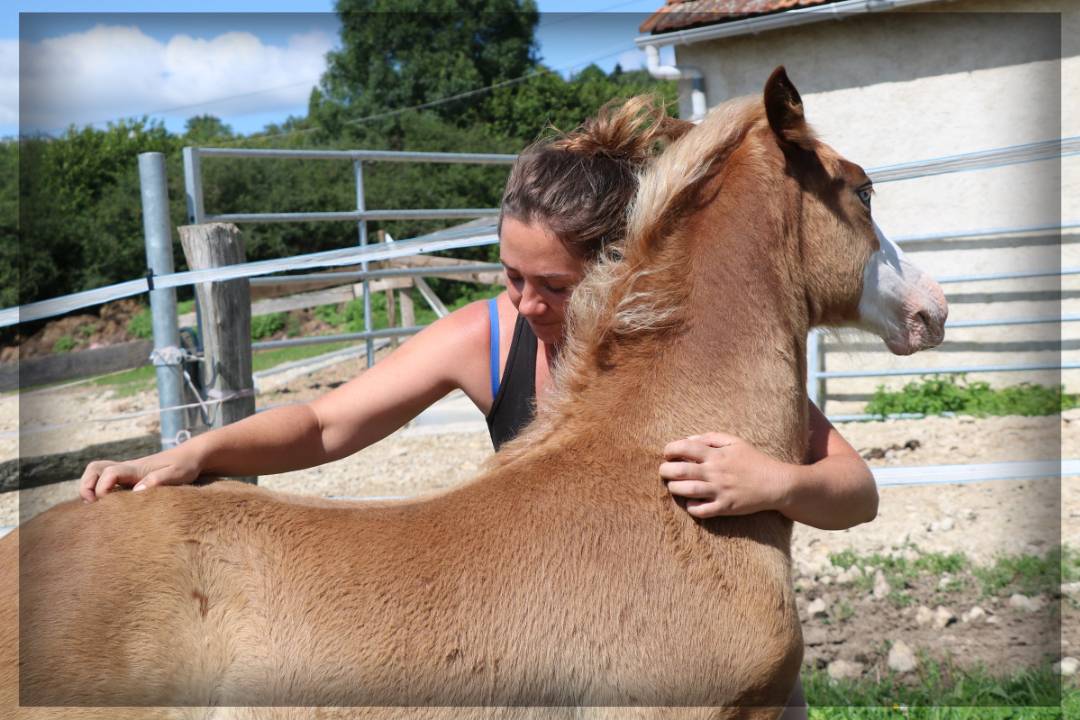 Caballo entero Welsh Poni (Sección D), Welsh Cob  En venta 2024 Alazán por Easy Boy de Maïka