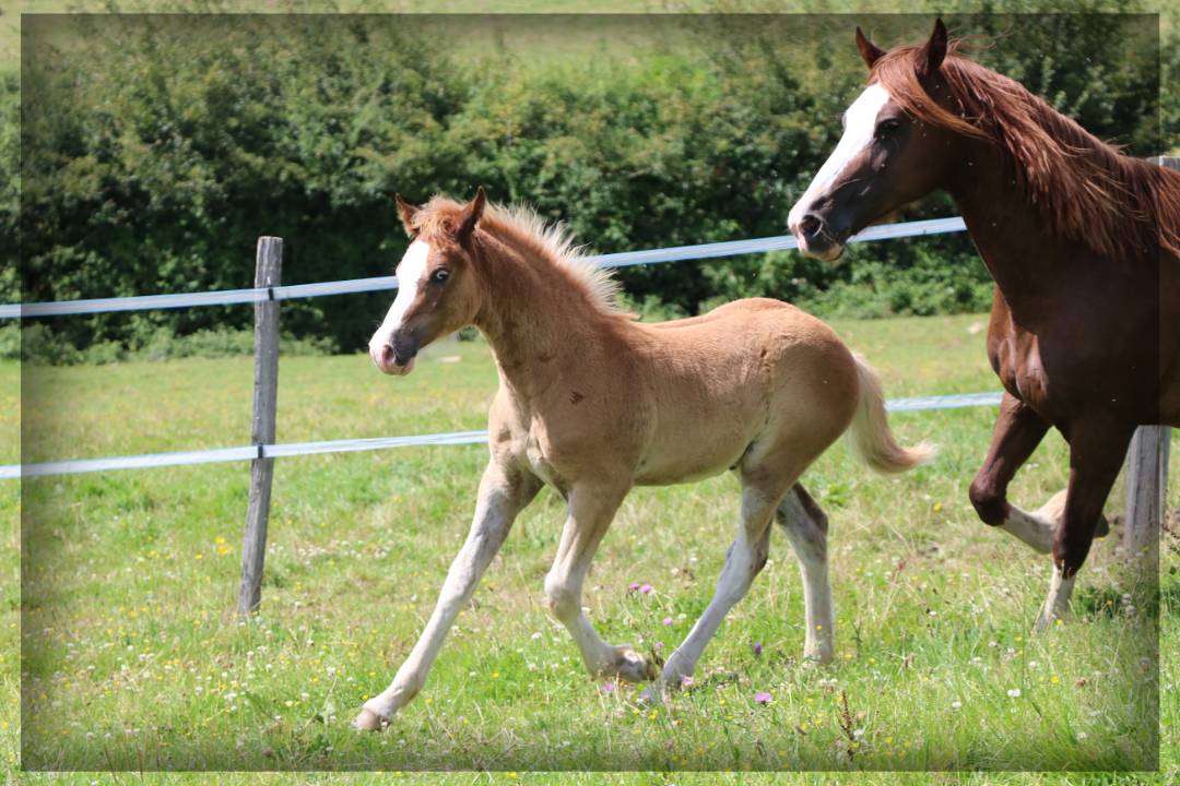 Caballo entero Welsh Poni (Sección D), Welsh Cob  En venta 2024 Alazán por Easy Boy de Maïka