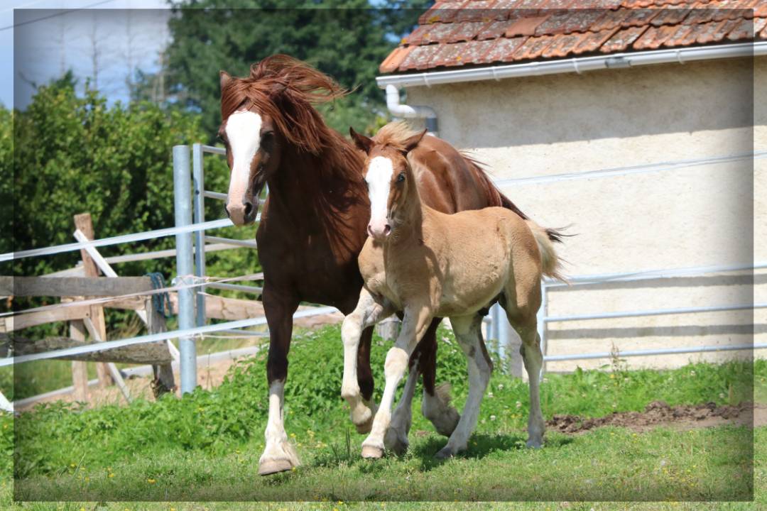Caballo entero Welsh Poni (Sección D), Welsh Cob  En venta 2024 Alazán por Easy Boy de Maïka