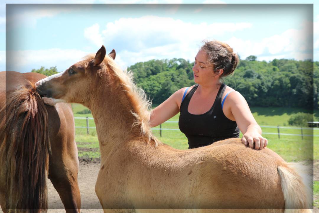 Caballo entero Welsh Poni (Sección D), Welsh Cob  En venta 2024 Alazán por Easy Boy de Maïka