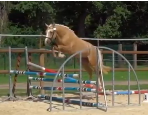 Potranca Origine Constatée En venta 2025 Bayo por ETASUNI des COLLIERES