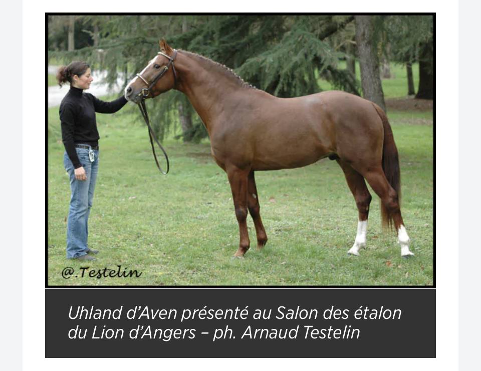 Potranca Origine Constatée En venta 2025 Bayo por ETASUNI des COLLIERES