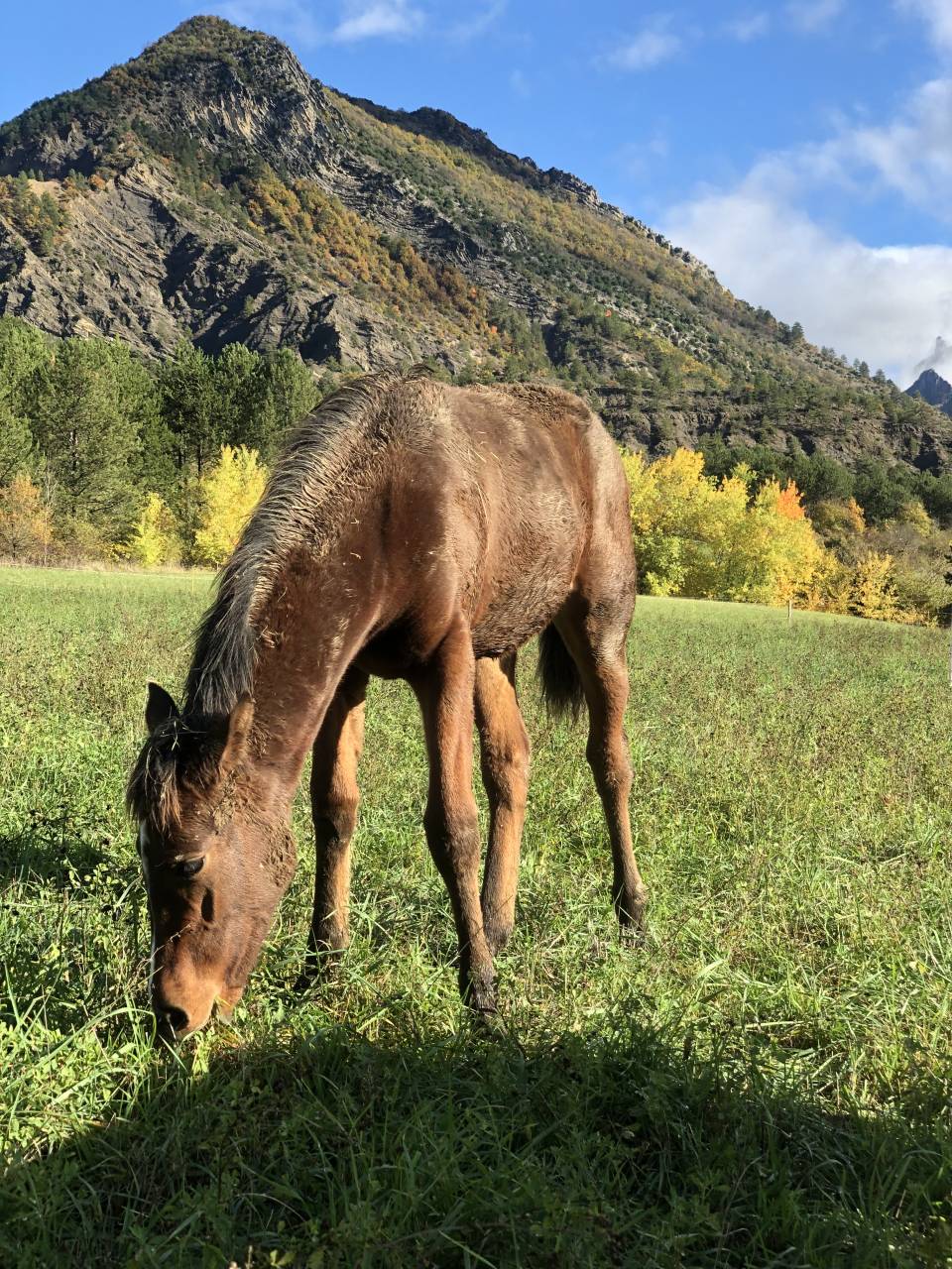 Potranca Origine Constat&eacute;e En venta 2025 Bayo por ETASUNI des COLLIERES