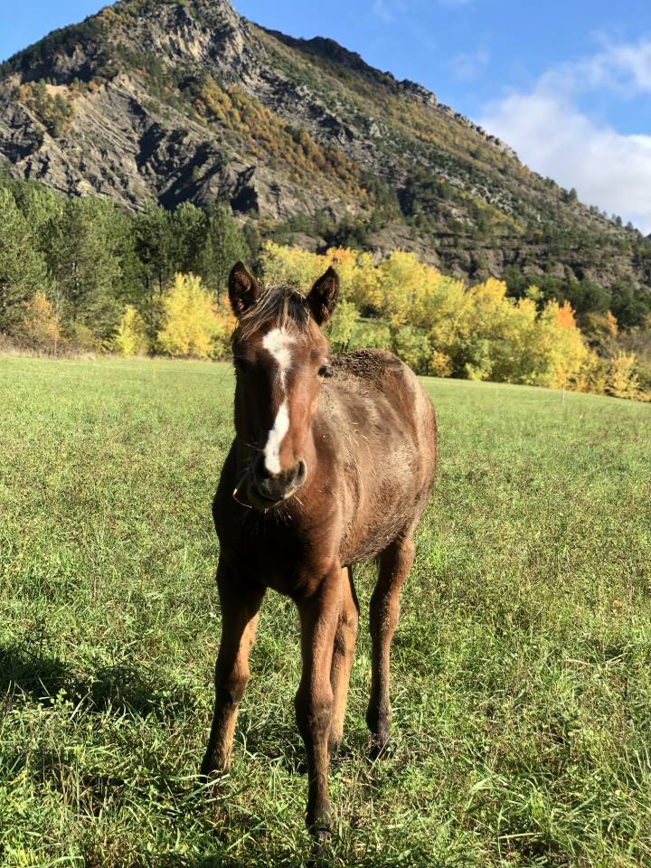 Potranca Origine Constat&eacute;e En venta 2025 Bayo por ETASUNI des COLLIERES