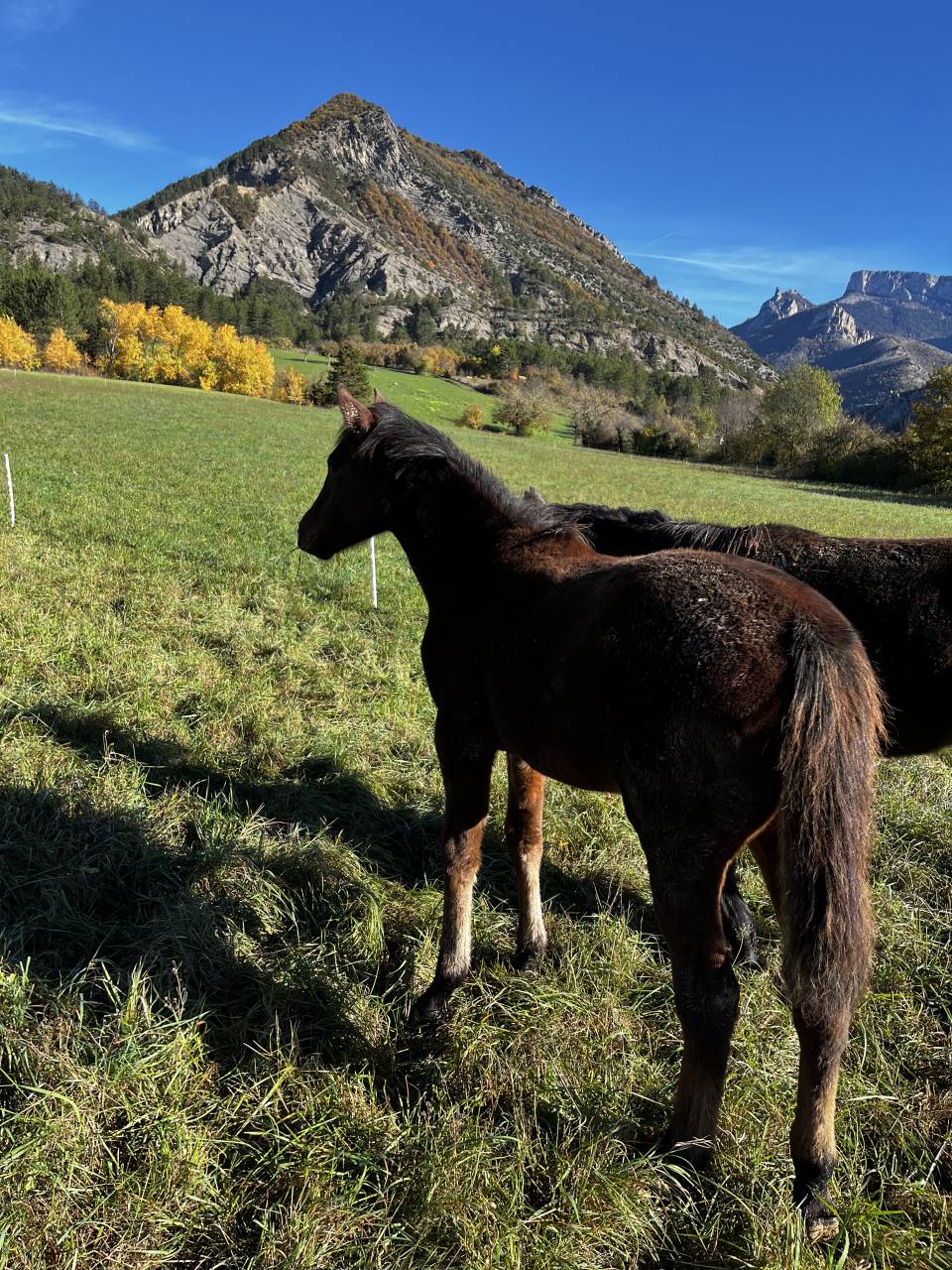 Potranca Origine Constat&eacute;e En venta 2025 Bayo por ETASUNI des COLLIERES