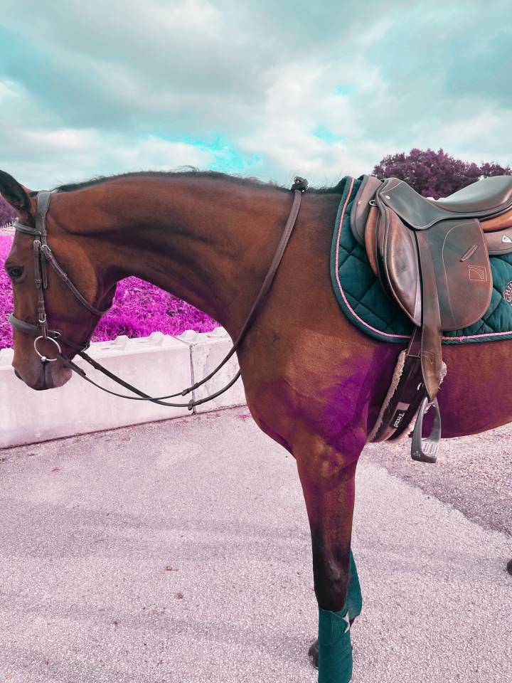 Yegua Silla Francés En venta 2022 Bayo