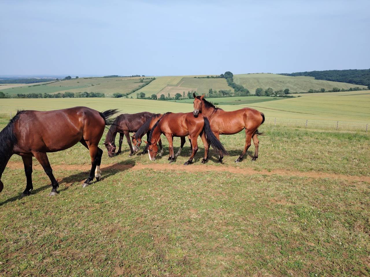 Potranca Silla Francés En venta 2023 Bayo por Uncognito bois margot