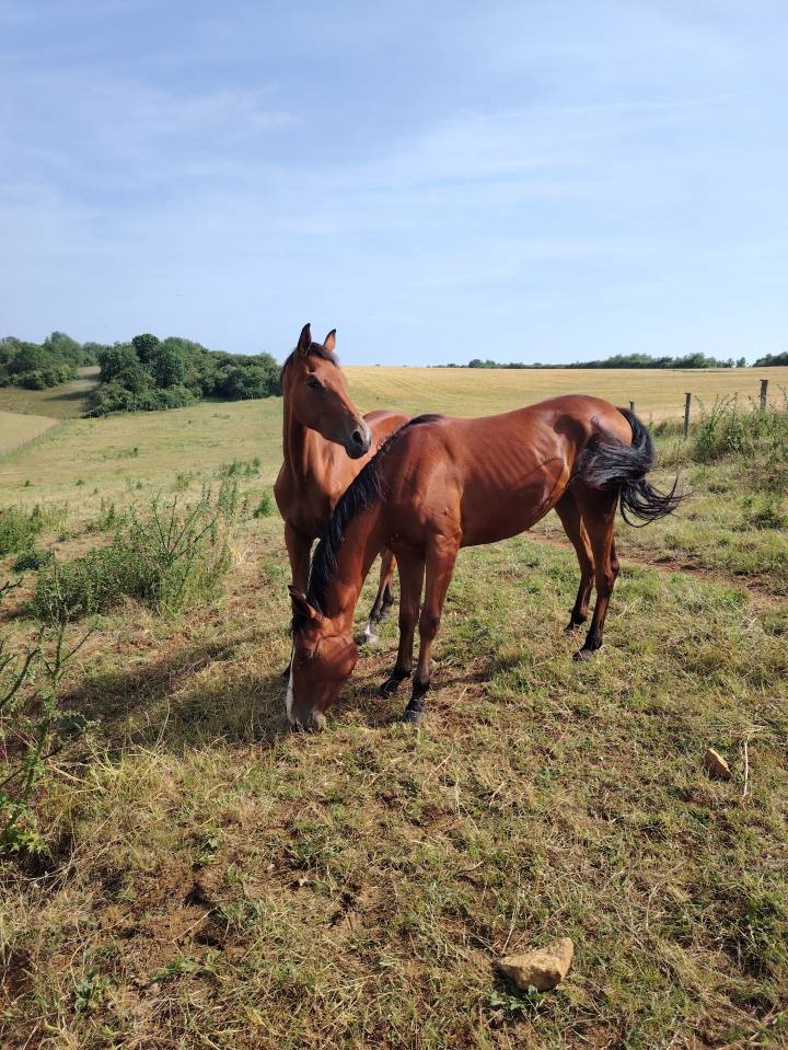Potranca Silla Francés En venta 2023 Bayo por Uncognito bois margot