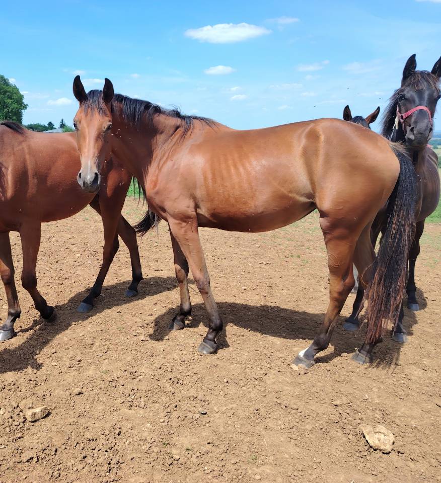 Potranca Silla Francés En venta 2023 Bayo por Uncognito bois margot