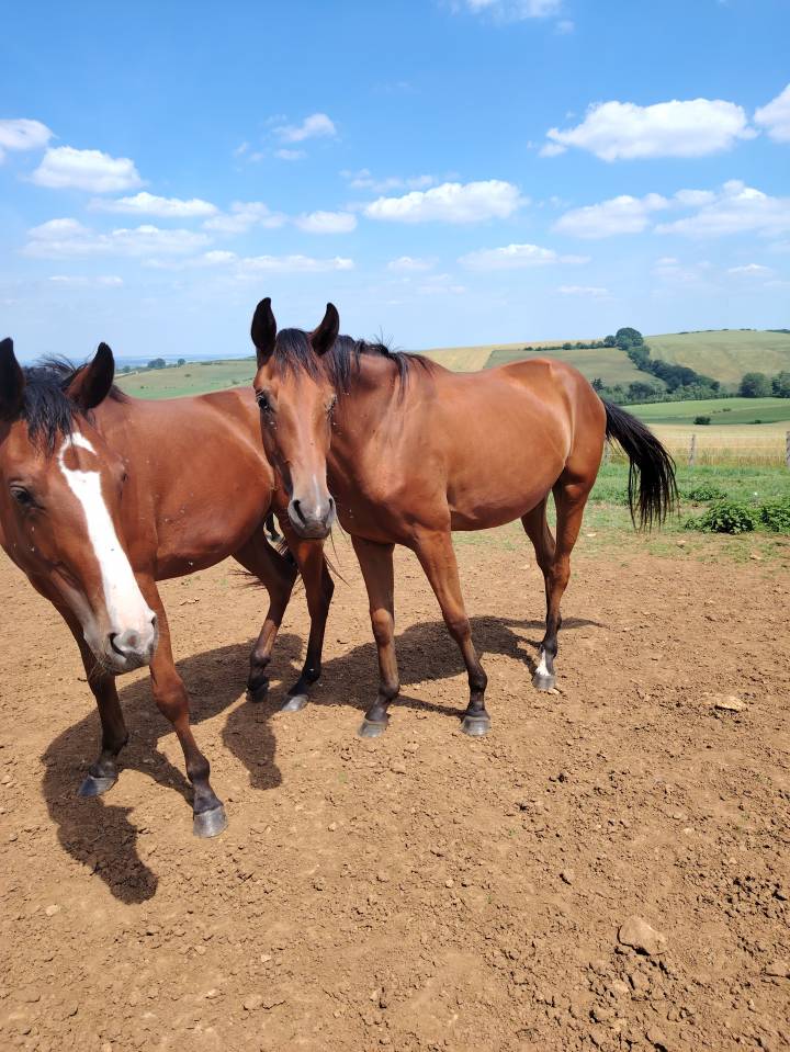 Potranca Silla Francés En venta 2023 Bayo por Uncognito bois margot