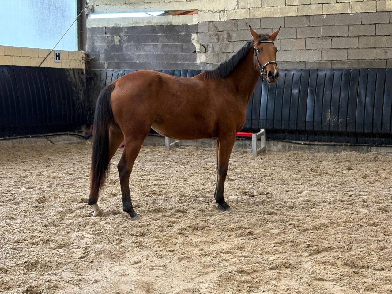 Potranca Silla Francés En venta 2023 Bayo por Uncognito bois margot