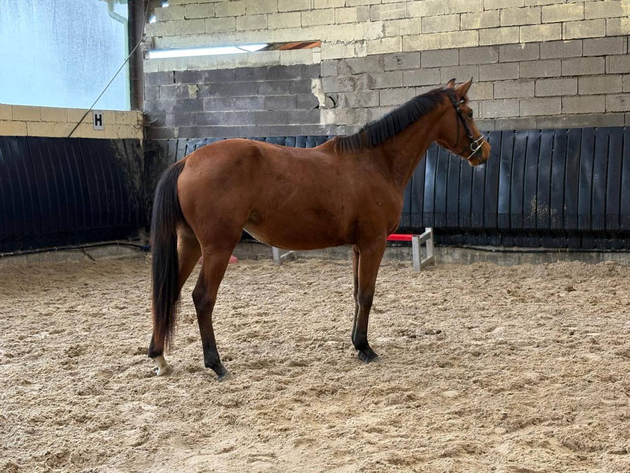 Potranca Silla Francés En venta 2023 Bayo por Uncognito bois margot