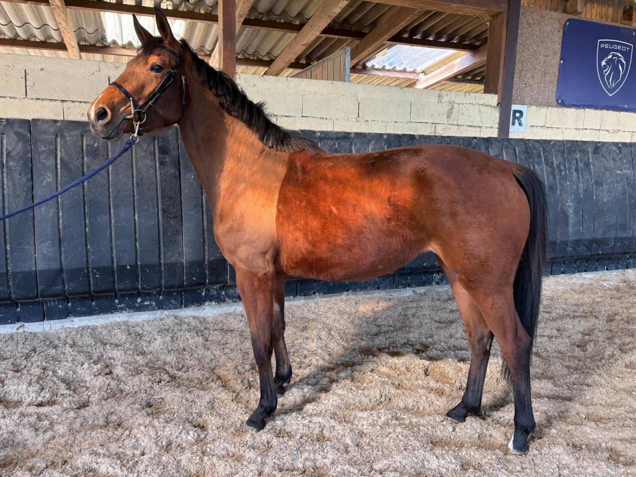 Potranca Silla Franc&eacute;s En venta 2023 Bayo por Uncognito bois margot