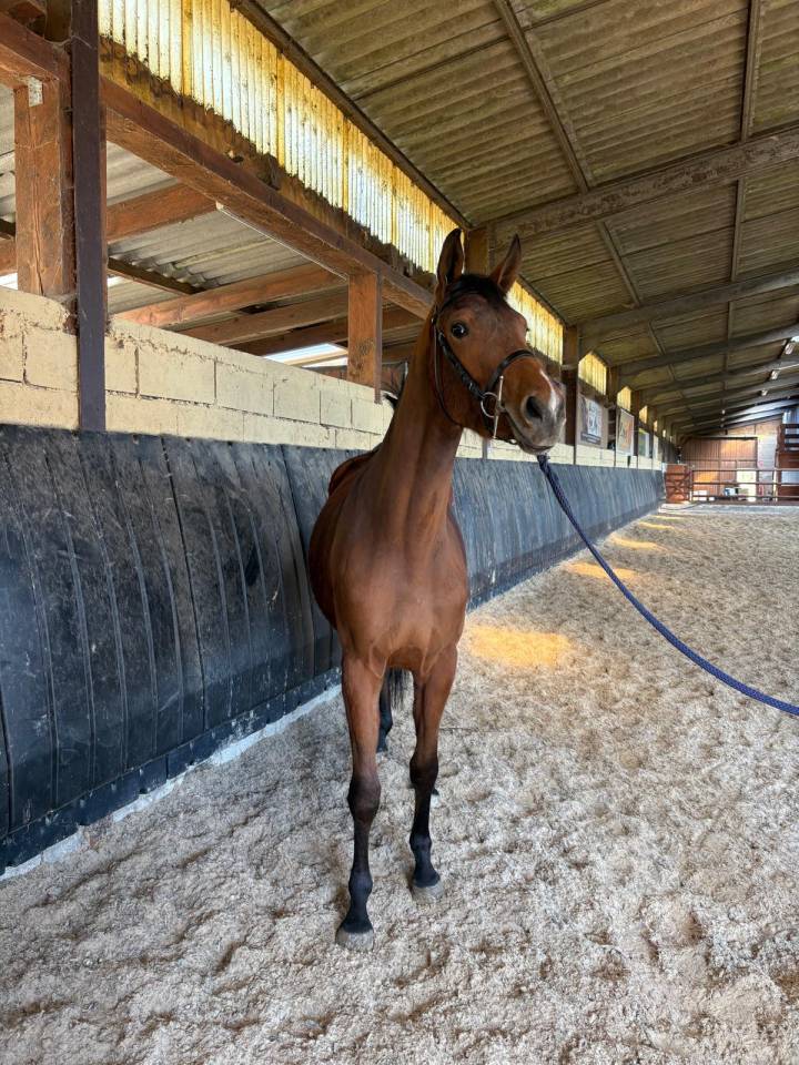 Potranca Silla Franc&eacute;s En venta 2023 Bayo por Uncognito bois margot