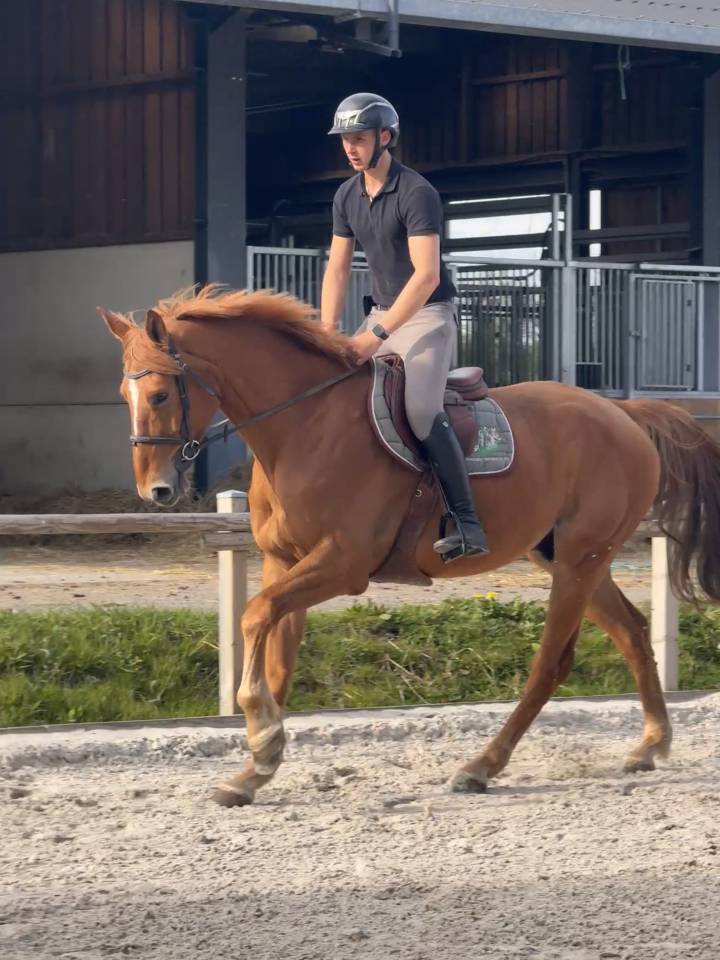 Caballo castrado sBs Caballo de Deporte Belga En venta 2018 Alazán por Gauguin de bellerose