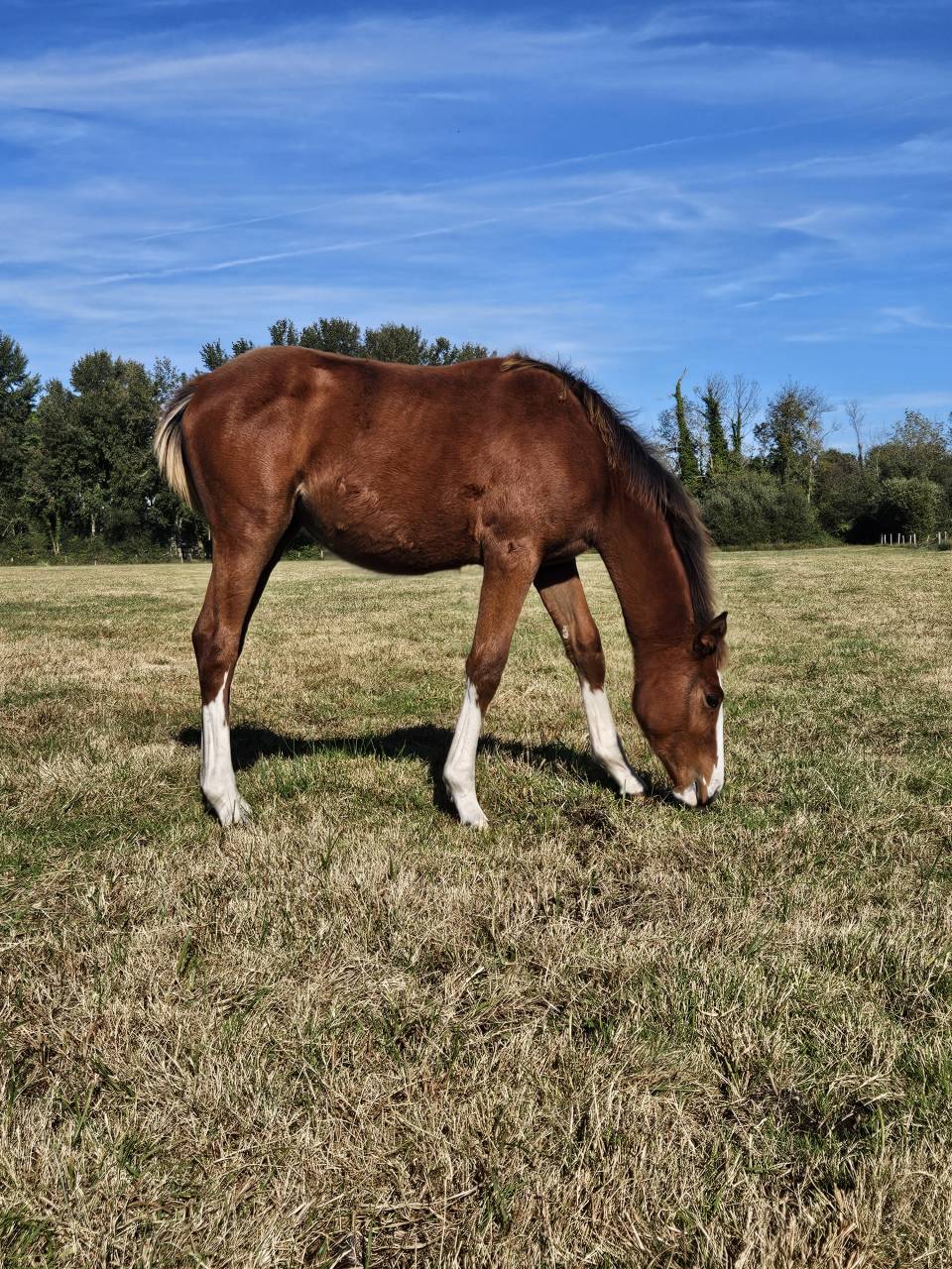 Potranca Silla Francés En venta 2025 Bayo por Kilimandjaro Semilly