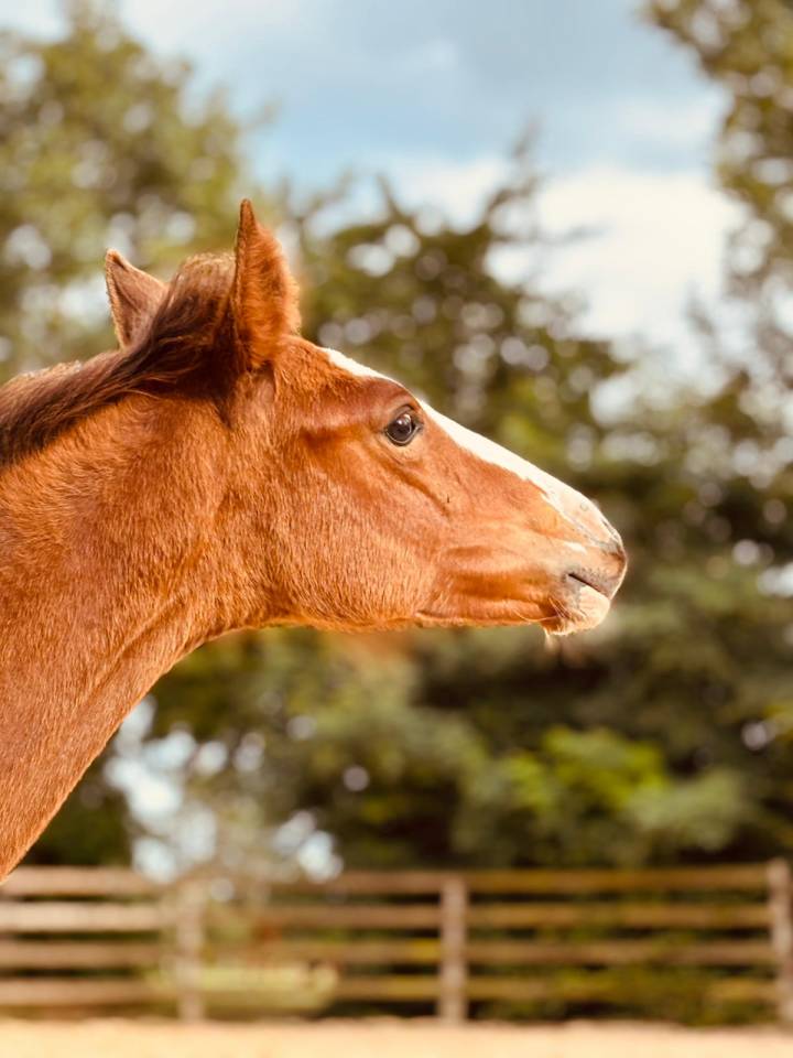 Potranca Silla Francés En venta 2025 Bayo por Kilimandjaro Semilly