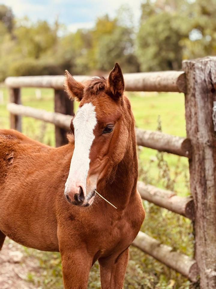 Potranca Silla Francés En venta 2025 Bayo por Kilimandjaro Semilly