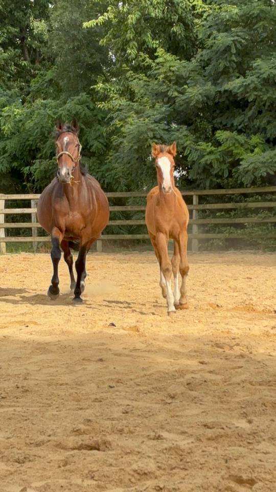 Potranca Silla Francés En venta 2025 Bayo por Kilimandjaro Semilly