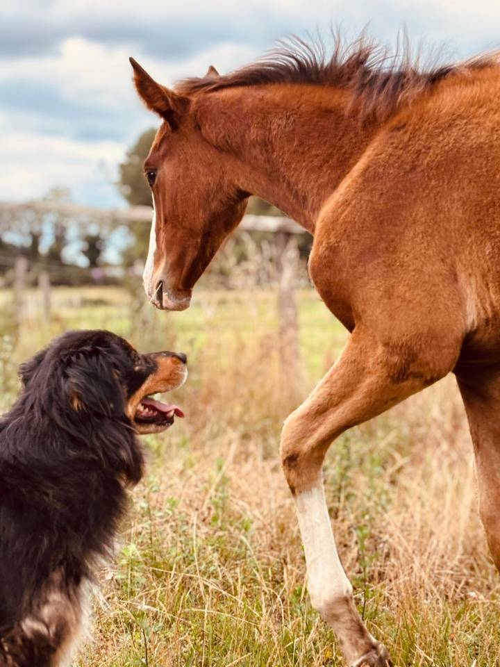 Potranca Silla Francés En venta 2025 Bayo por Kilimandjaro Semilly