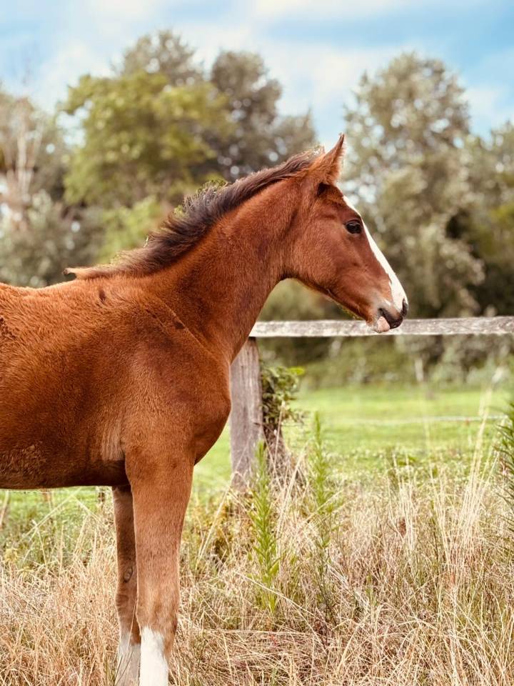 Potranca Silla Francés En venta 2025 Bayo por Kilimandjaro Semilly