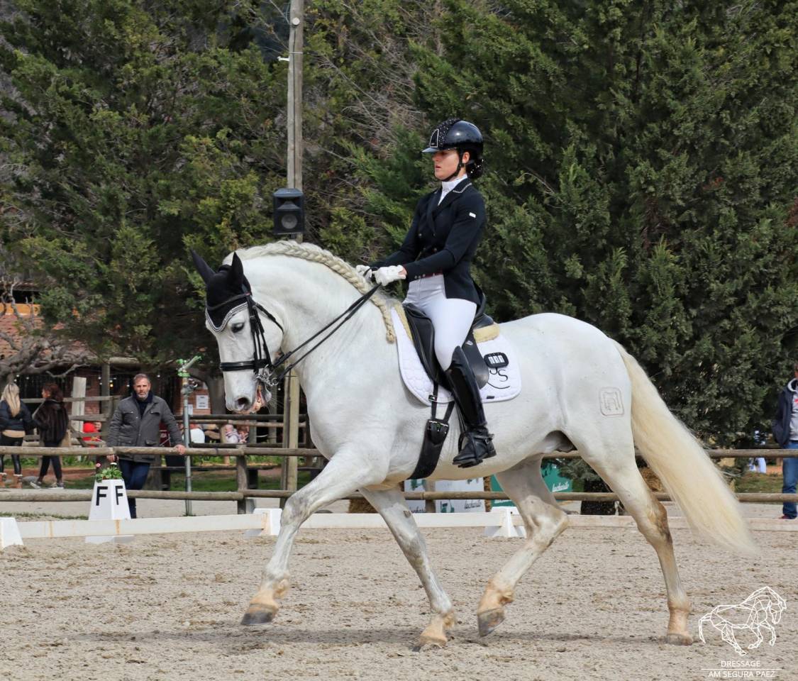 Caballo PRE de Doma Clásica