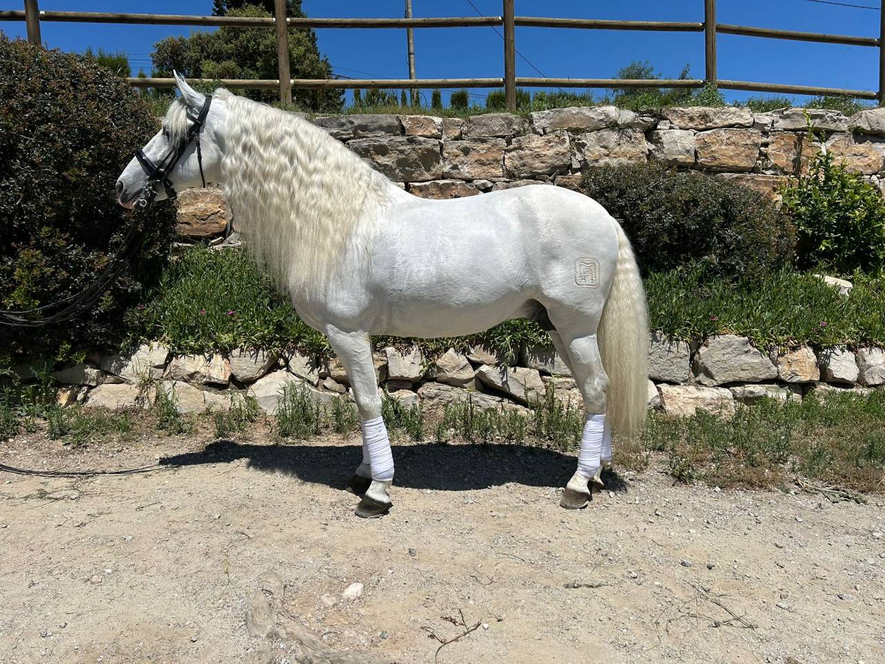 Caballo PRE de Doma Clásica