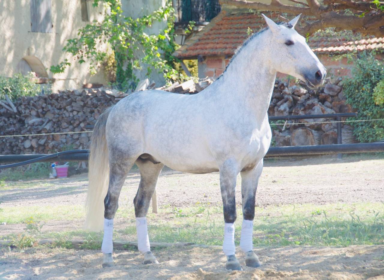 Caballo entero Lusitano En venta 2014 Tordo