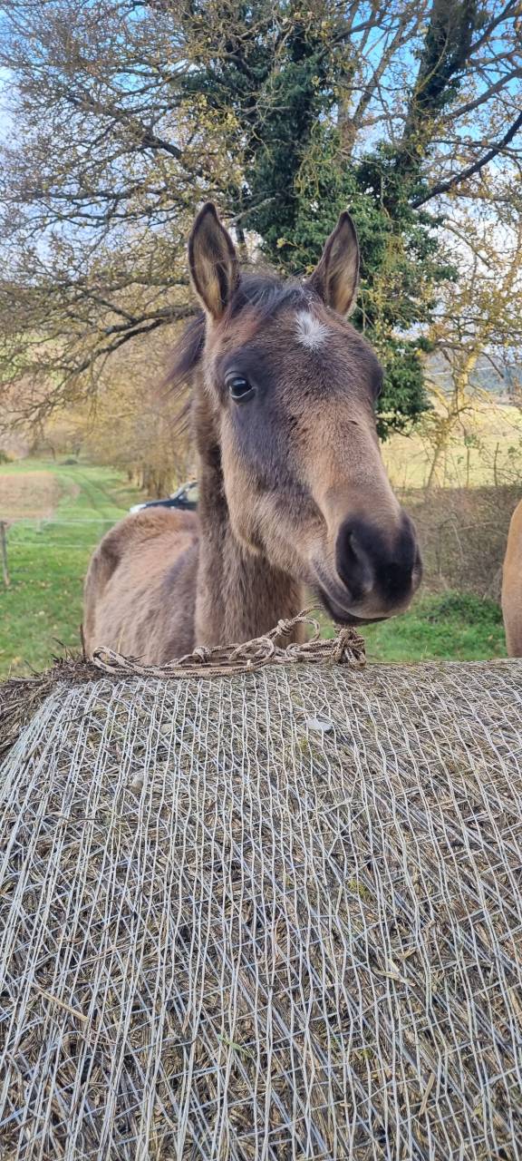 Potranca Akhal Teke En venta 2024 Otra capa por Kemput