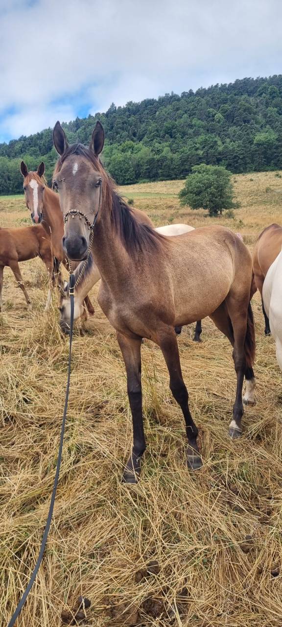 Potranca Akhal Teke En venta 2024 Otra capa por Kemput