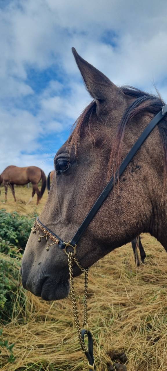 Potranca Akhal Teke En venta 2024 Otra capa por Kemput