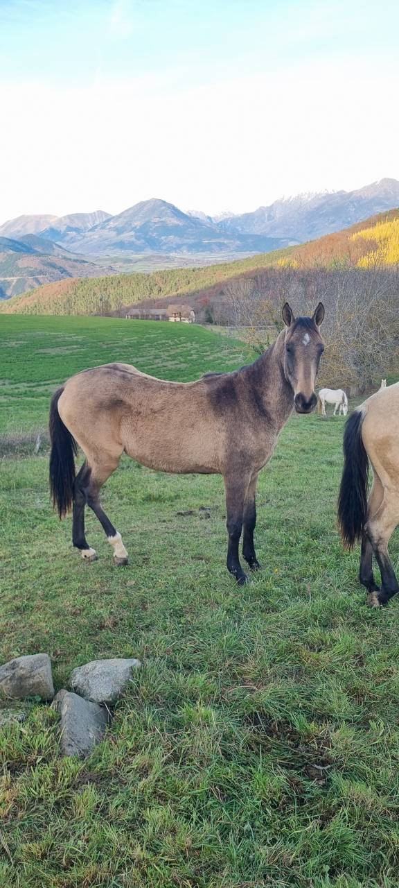Potranca Akhal Teke En venta 2024 Otra capa por Kemput