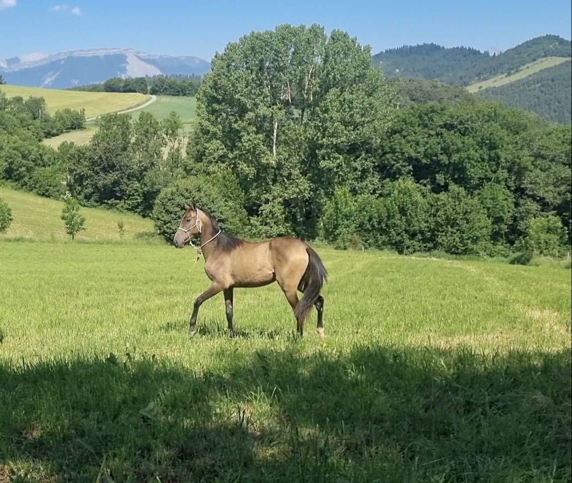 Potranca Akhal Teke En venta 2024 Otra capa por Kemput