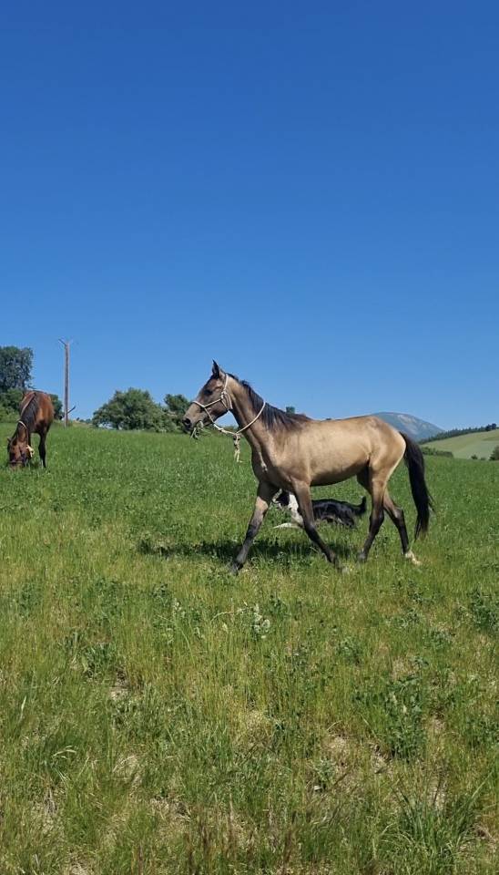 Potranca Akhal Teke En venta 2024 Otra capa por Kemput