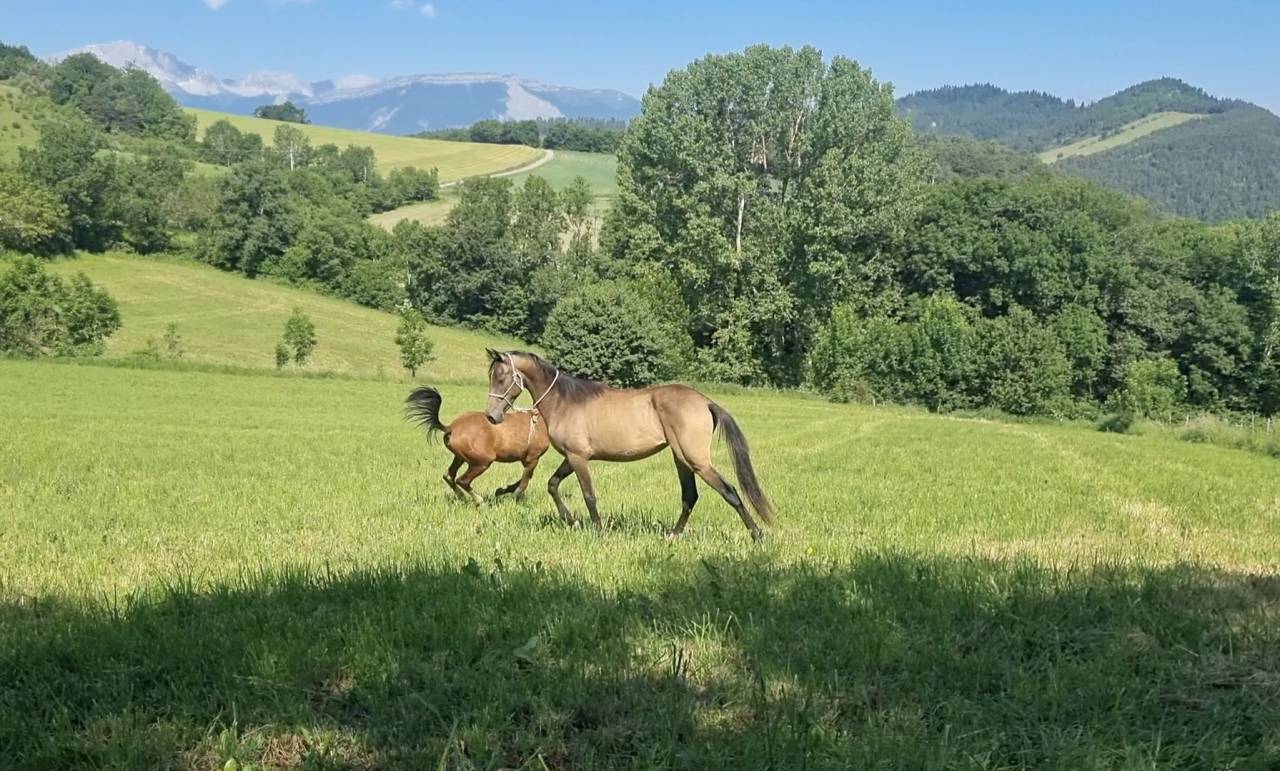 Potranca Akhal Teke En venta 2024 Otra capa por Kemput