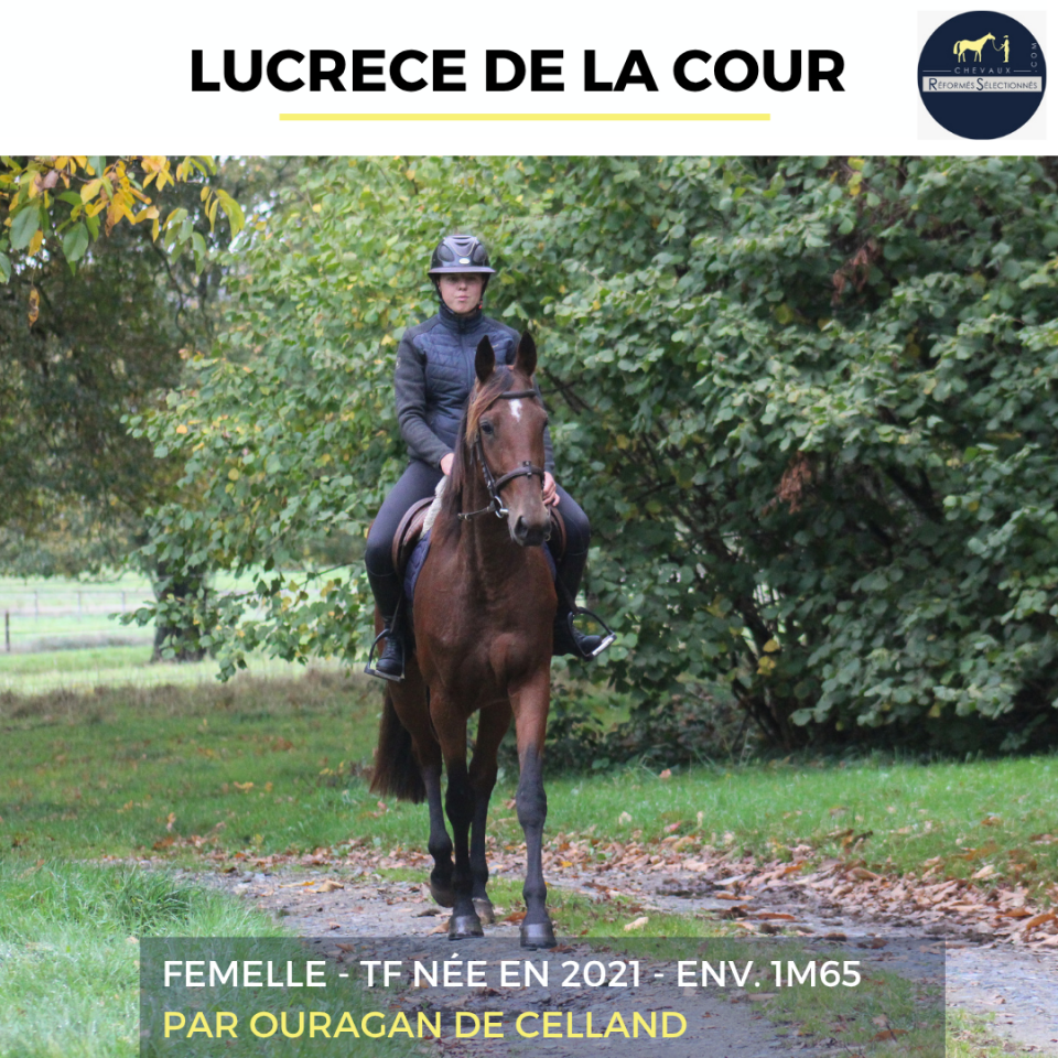 Yegua Trotón Francés En venta 2021 Bayo por ouragan de celland