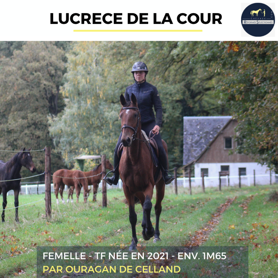 Yegua Trotón Francés En venta 2021 Bayo por ouragan de celland