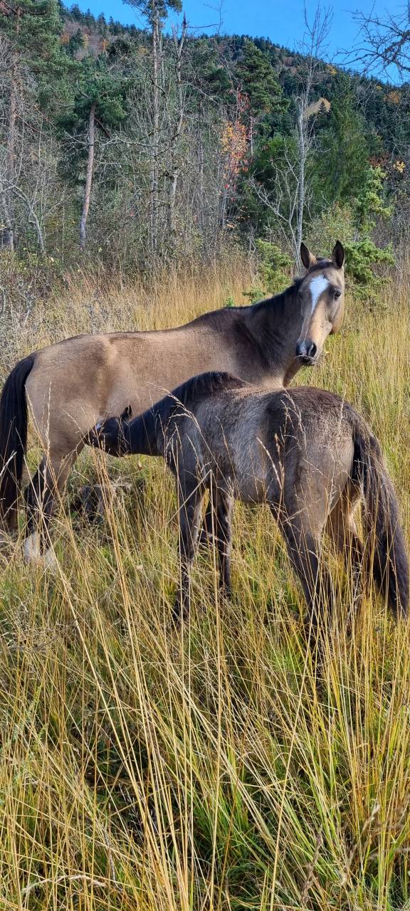 Yegua Akhal Teke En venta 2007 Isabelo por Altair