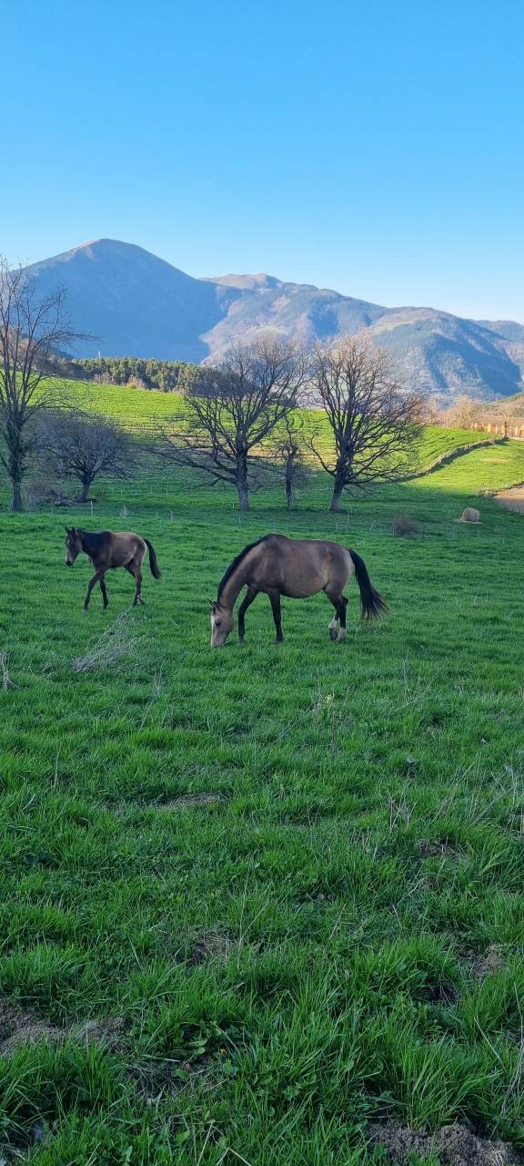 Yegua Akhal Teke En venta 2007 Isabelo por Altair