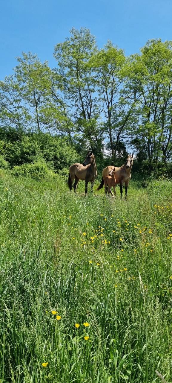 Yegua Akhal Teke En venta 2007 Isabelo por Altair