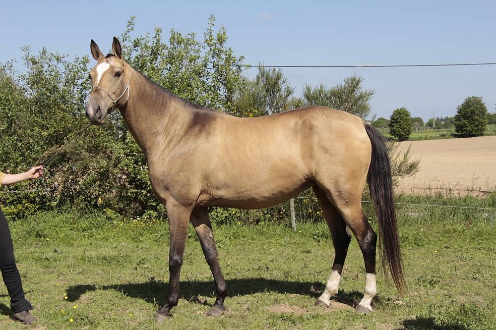 Yegua Akhal Teke En venta 2007 Isabelo por Altair