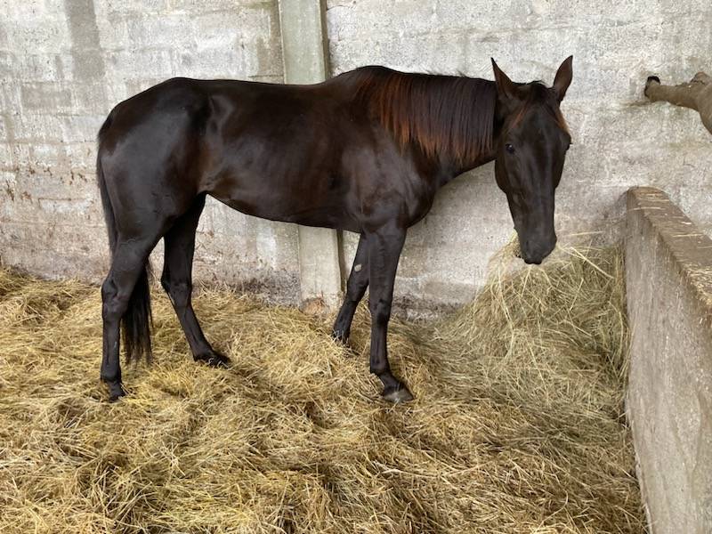 Yegua Silla Francés En venta 2018 Bayo moreno por KENOR DE COSSE