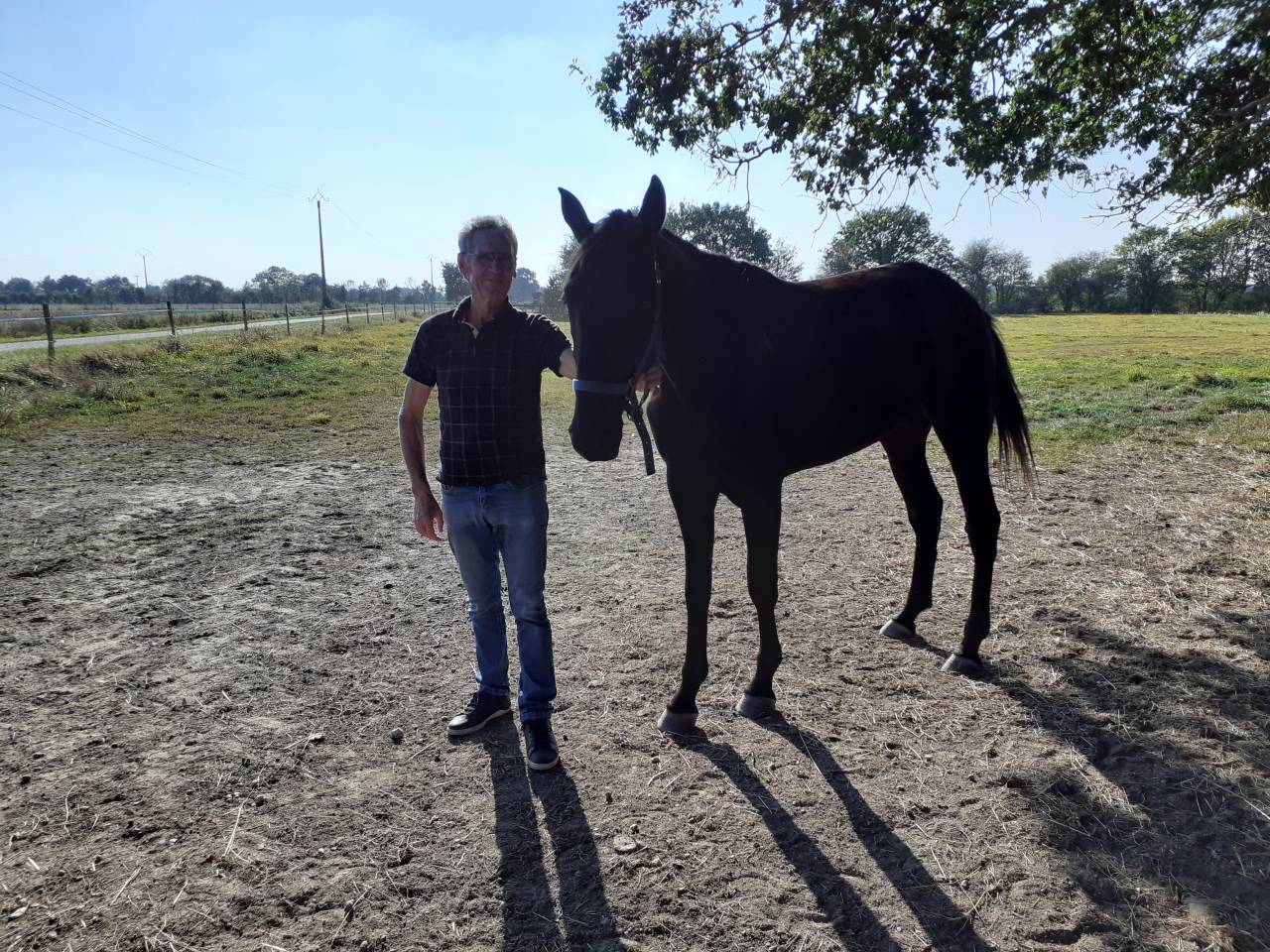 Yegua Silla Francés En venta 2018 Bayo moreno por KENOR DE COSSE