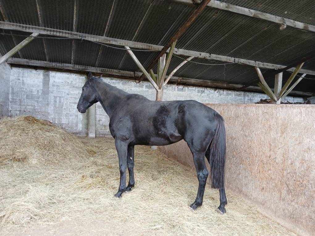 Yegua Silla Franc&eacute;s En venta 2018 Bayo moreno por KENOR DE COSSE