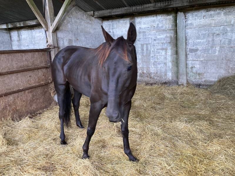 Yegua Silla Franc&eacute;s En venta 2018 Bayo moreno por KENOR DE COSSE