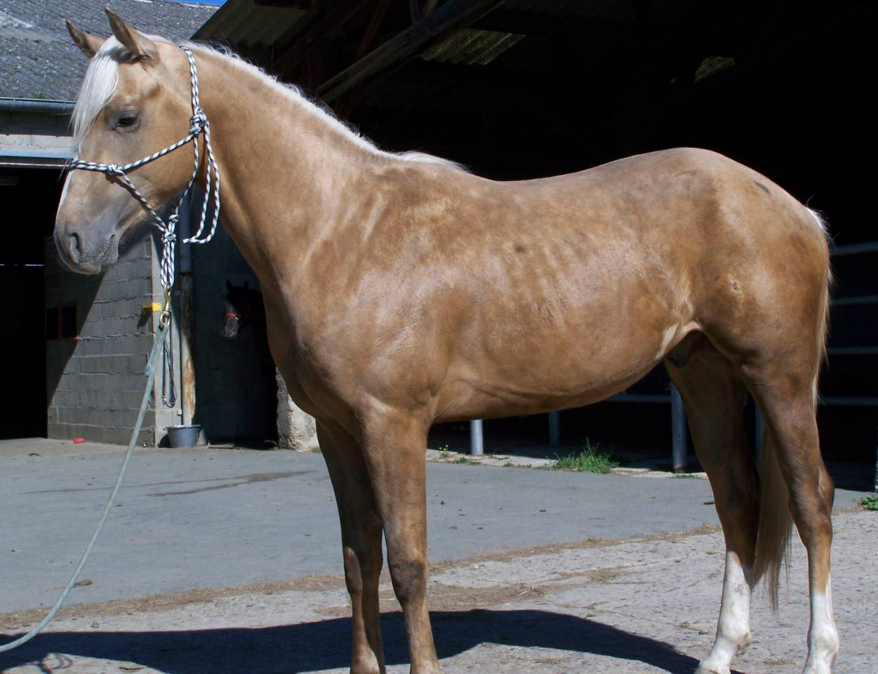 Caballo entero Paint Horse En venta 2023 Palomino