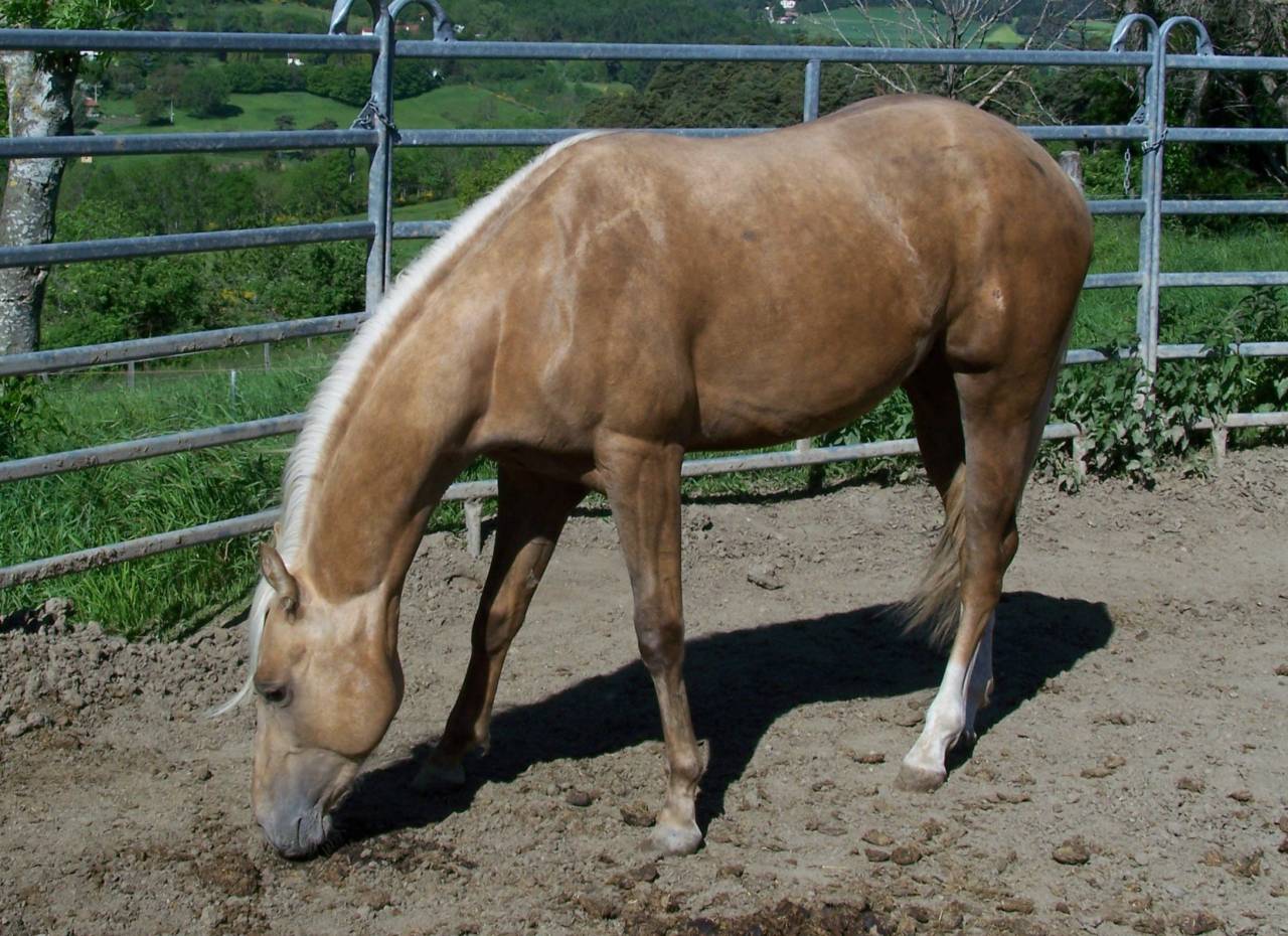 Caballo entero Paint Horse En venta 2023 Palomino